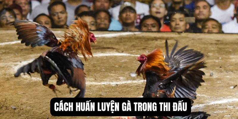 da-ga-peru-cach-cham-soc