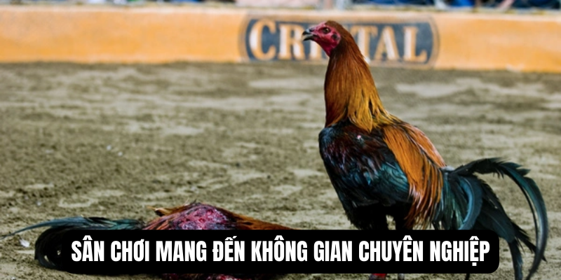 da-ga-peru-gioi-thieu