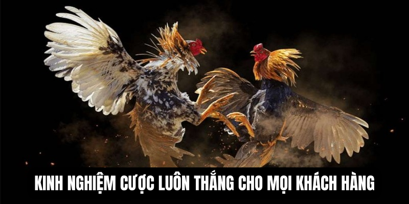 da-ga-peru-kinh-nghiem