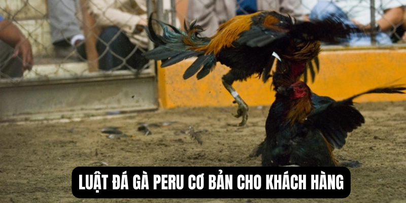da-ga-peru-luat-choi